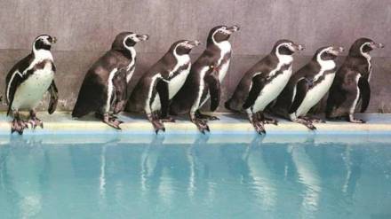 Mumbai spent twenty five crore on penguin care in five years says RTI