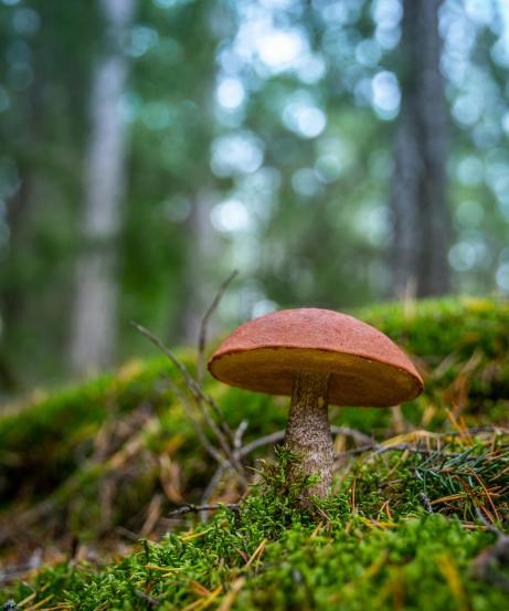 Is Mushroom Vegetarian or Non-Vegetarian? Myths and Facts Explained