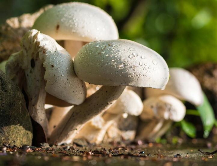 Is Mushroom Vegetarian or Non-Vegetarian? Myths and Facts Explained