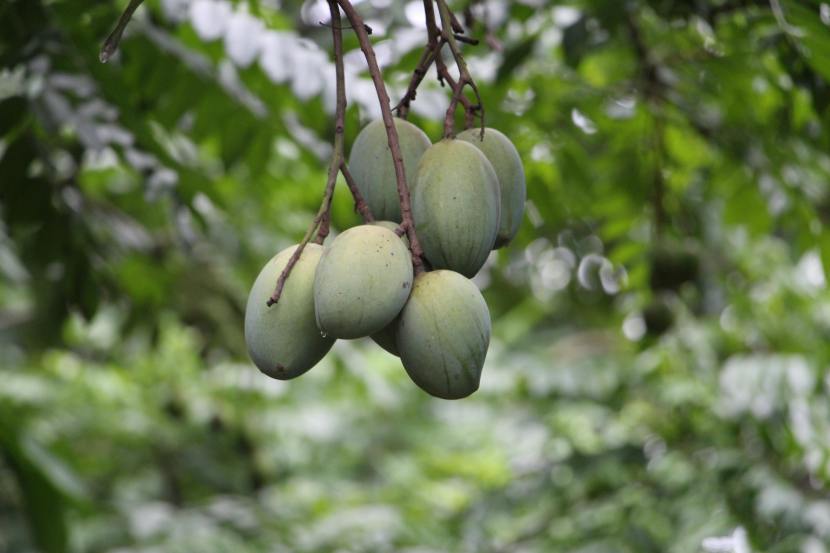 10 Delicious Mango Chutneys You Must Try This Summer with various ingrediants across different regions