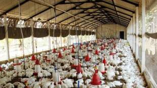 poultry farm health concerns in Wardha