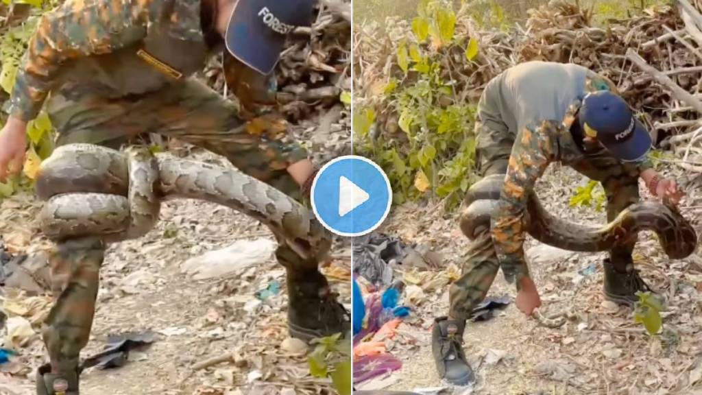 python rescued video viral python rescued video viral