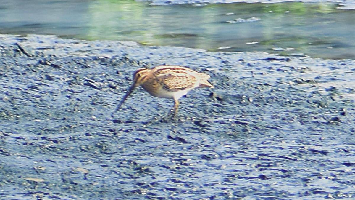 Rare birds flock to the shores of Dombivli Bay