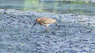 Rare birds flock to the shores of Dombivli Bay