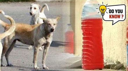 red bottle dog fear