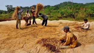 Thane farmers face financial crisis due to non payment of rice crop dues