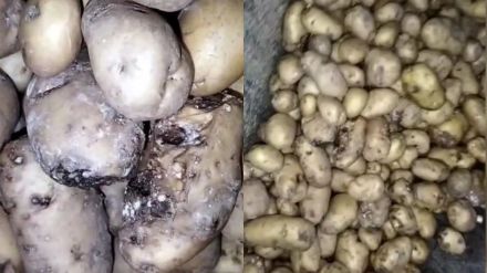 samosas made by rotten potato in Galegaon Kalyan