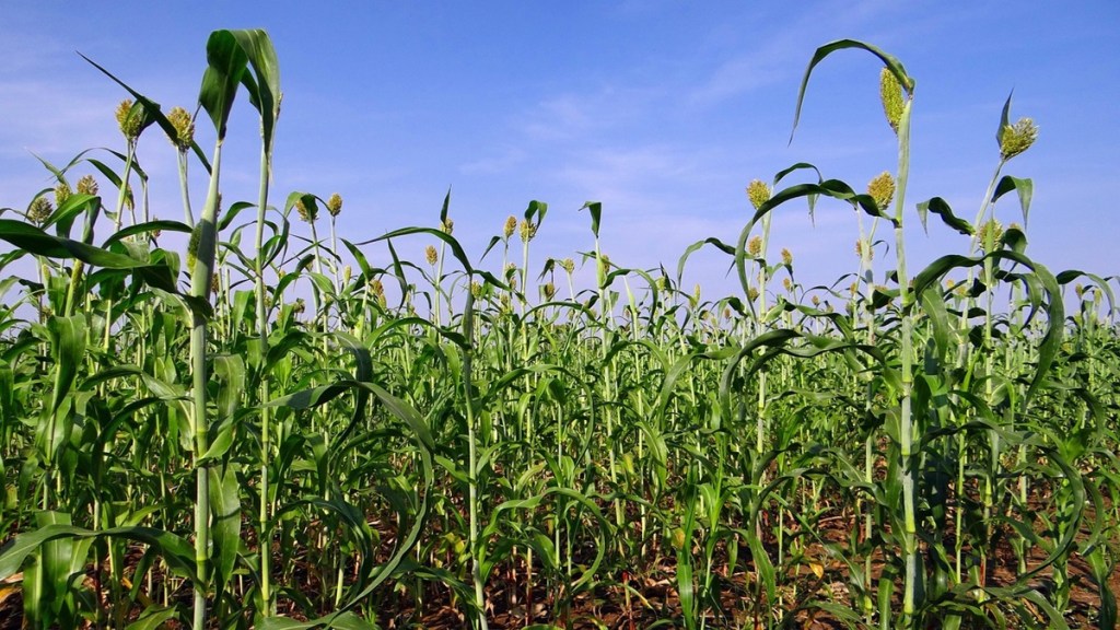 Jowar cheaper, Jowar , Jowar price, loksatta news,