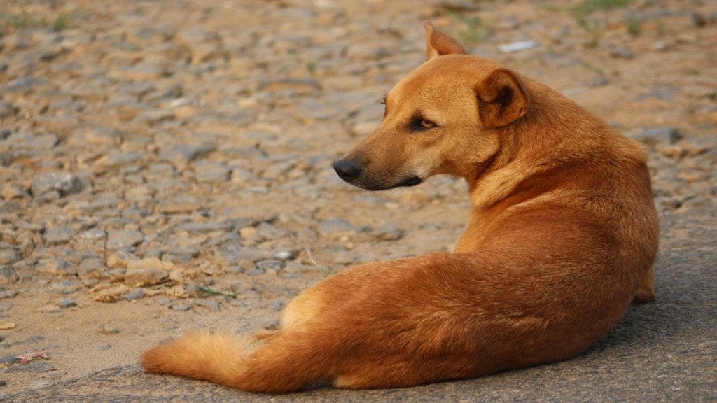 Aarey forest, stray dogs, Aarey , dogs,