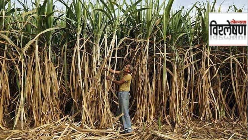 Loksatta explained Why is there a court battle over the fair price of sugarcane