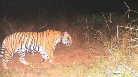couple attacked by tiger in sakoli taluka