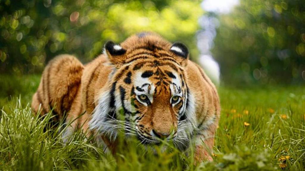 human wildlife conflict in bhandara