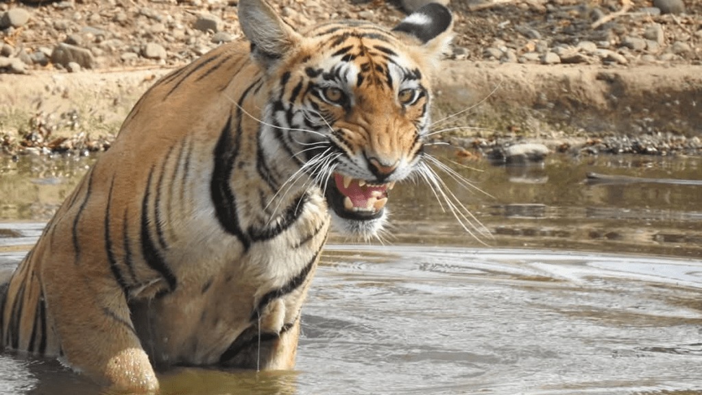 tigress and her three cubs seen in Samudrapur, Khursapar, and Girad wardha Forest officers informed village about safety measures tigress and her three cubs seen in Samudrapur, Khursapar, and Girad wardha Forest officers informed village about safety measures