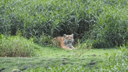 tigress , Melghat, Tourists , loksatta news,