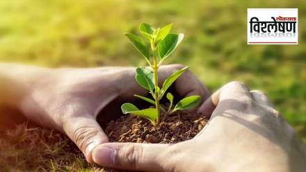 Loksatta explained Decision to plant tunnel trees across Maharashtra