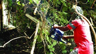 pune additional commissioner Prithviraj b p ordered removal of dangerous trees branches before monsoon