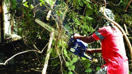 pune additional commissioner Prithviraj b p ordered removal of dangerous trees branches before monsoon