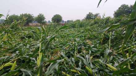 crop loss due to unseasonal rain in Buldhana