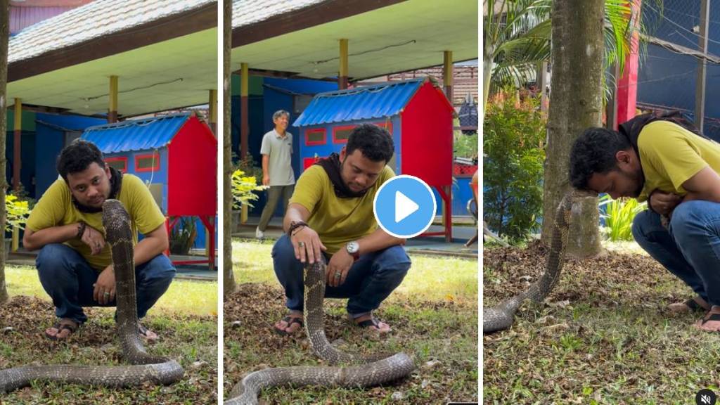 viral video of man calmly bonding with giant cobra