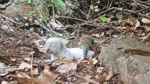 White leopard cub found in Ratnagiri Konkan