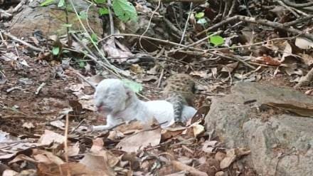 White leopard cub found in Ratnagiri Konkan