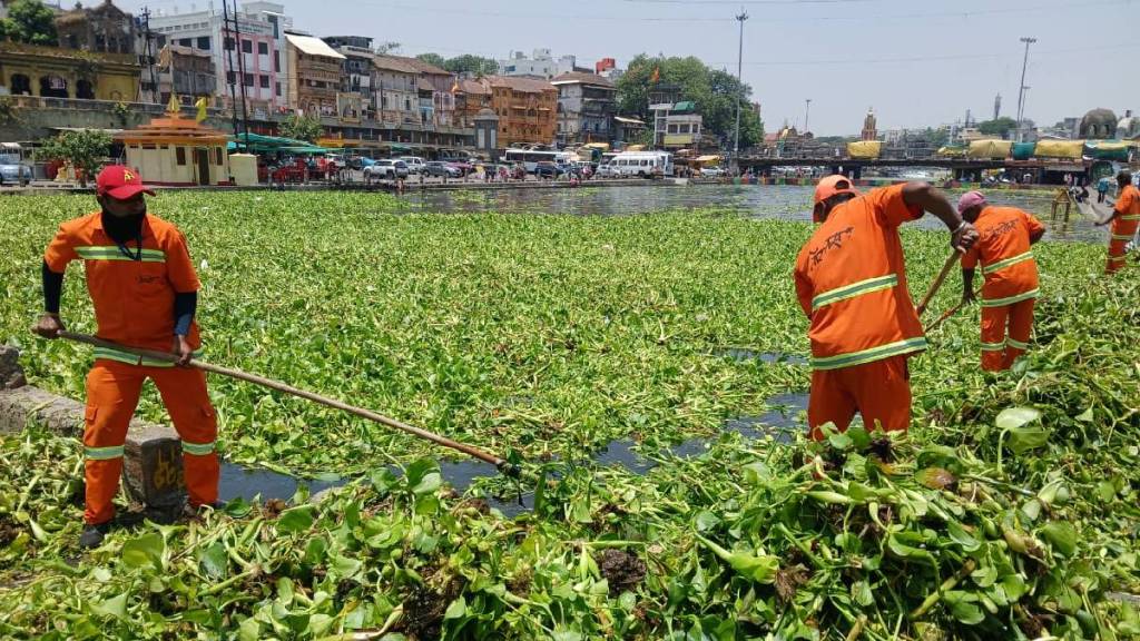 Sanitation workers are having to remove the leaf vines stuck in various places in the Godavari riverbed in Gangapur Nashik