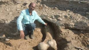 Rare stegadon elephant fossil found in wardha painganga river