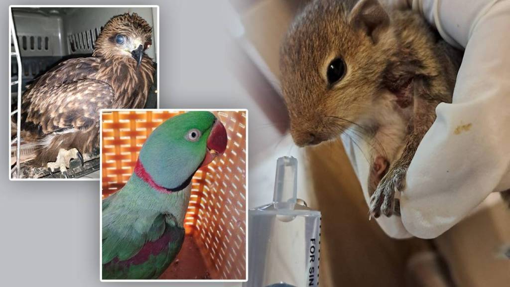 The forest department has succeeded in saving the lives of more than 90 animals