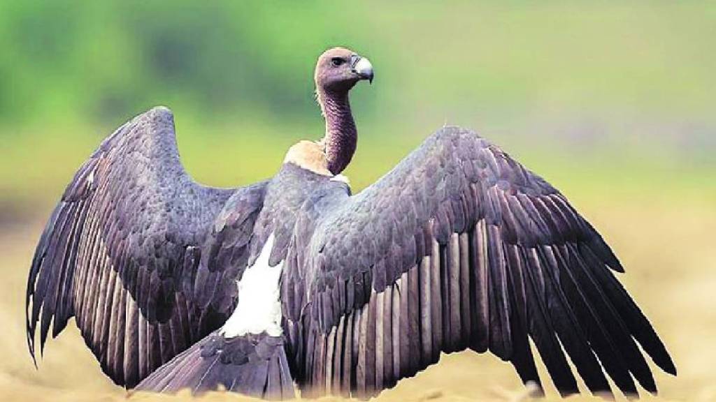 34 vultures have been handed over from Pinjor to the Maharashtra Forest Department for the Tadoba, Melghat and Pench projects