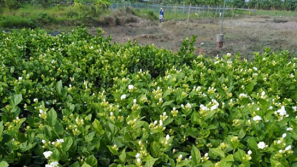 Farmers are worried about the decline in flower production in Vasai due to climate change