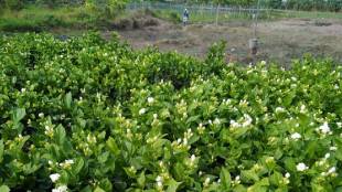 Farmers are worried about the decline in flower production in Vasai due to climate change