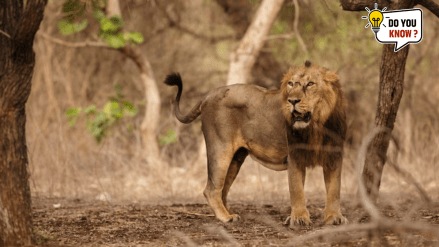 10 unique Indian animal species found nowhere else on Earth