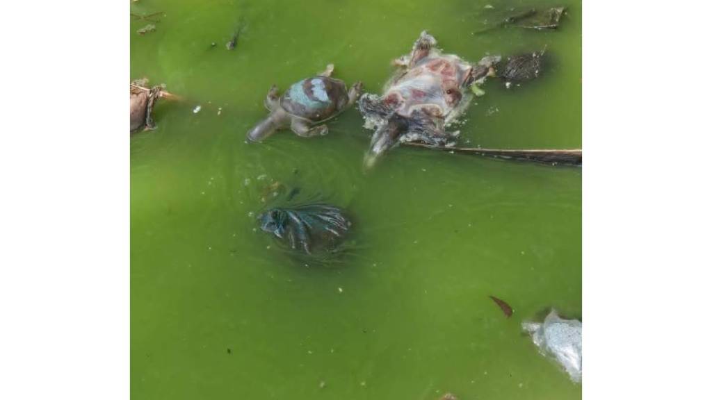 An incident occurred in which 55 turtles died at once in Siddheshwar Lake in Solapur