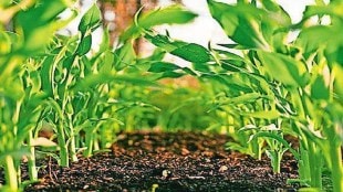 Agricultural Education, Admission Process, Education,