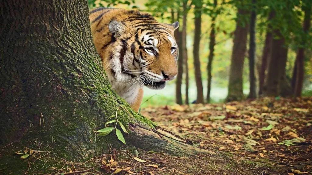 A case of tiger poaching has come to light in the FDCM Pohra Bit area of the Forest Development Corporation under the Kuhi forest area A case of tiger poaching has come to light in the FDCM Pohra Bit area of the Forest Development Corporation under the Kuhi forest area
