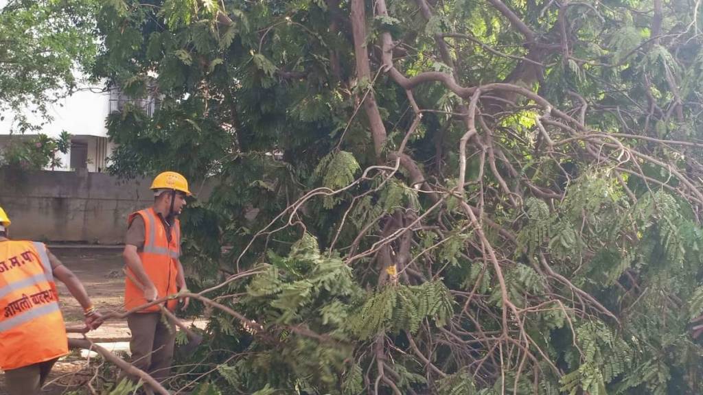 A total of 19 trees fell in various parts of Thane city due to rain