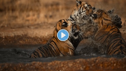 इंटरनेटवरील सर्वात सुंदर क्षण! शावकांबरोबर पाण्यात खेळत्येय रिद्धी वाघिण, पाहा रणथंबोरमधील Viral Video