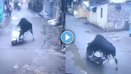 A stray bull in Uttarakhands Rishikesh dragging a scooter on a road
