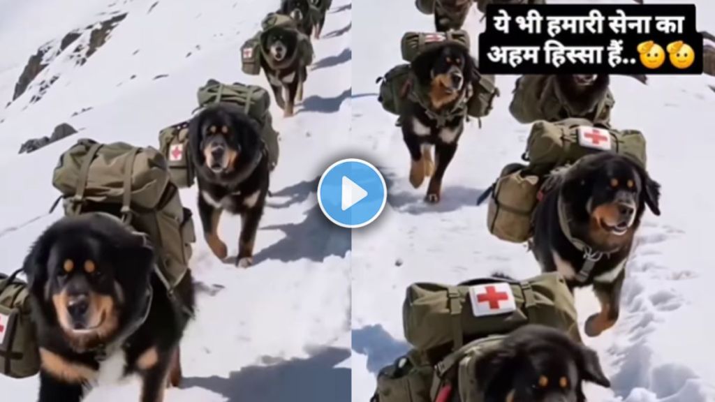 Indian Army Dogs Deliver First Aid Kits to Soldiers