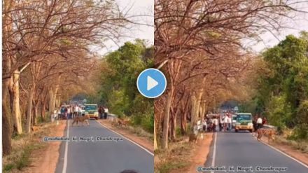 Four tigers walking on Tadoba road while tourists watch and break rules