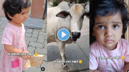 Little girl feeds roti to cow and asks why it didn’t say thank you