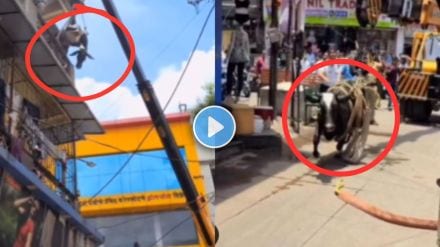 Cow accidentally climbs to second floor in Pune’s Raviwar Peth – viral video shows rescue