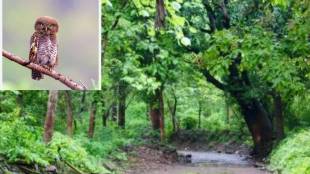 Animal census conducted in traditional manner on Buddha Purnima in Tungareshwar wildlife Sanctuary Vasai