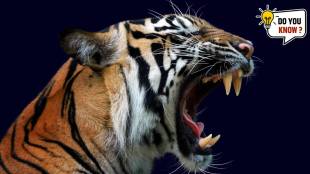 Animals With the Strongest Bite Force