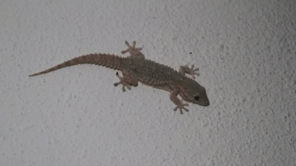 lizard head pieces found in poha served to patients