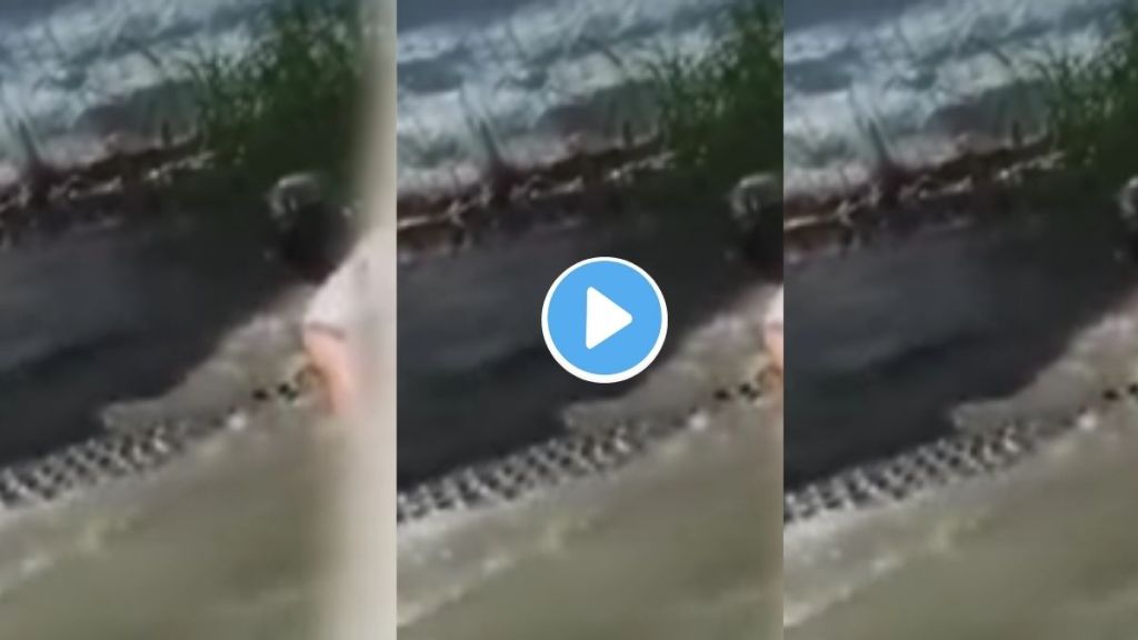 Crocodile Attack Video