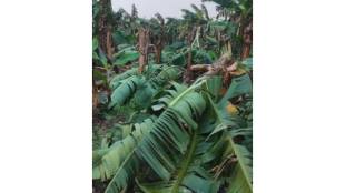 Farmers are now facing difficulties in getting compensation for losses caused by hailstorms