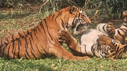 Fight between two tigers in Tadoba Andhari Tiger Reserve Nagpur news Fight between two tigers in Tadoba Andhari Tiger Reserve Nagpur news