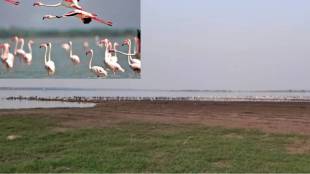 Flamingos have started migrating homeward in the catchment area of Ujani Dam