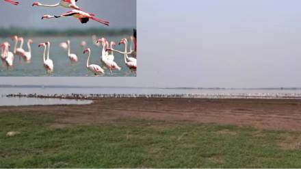 Flamingos have started migrating homeward in the catchment area of ​​Ujani Dam